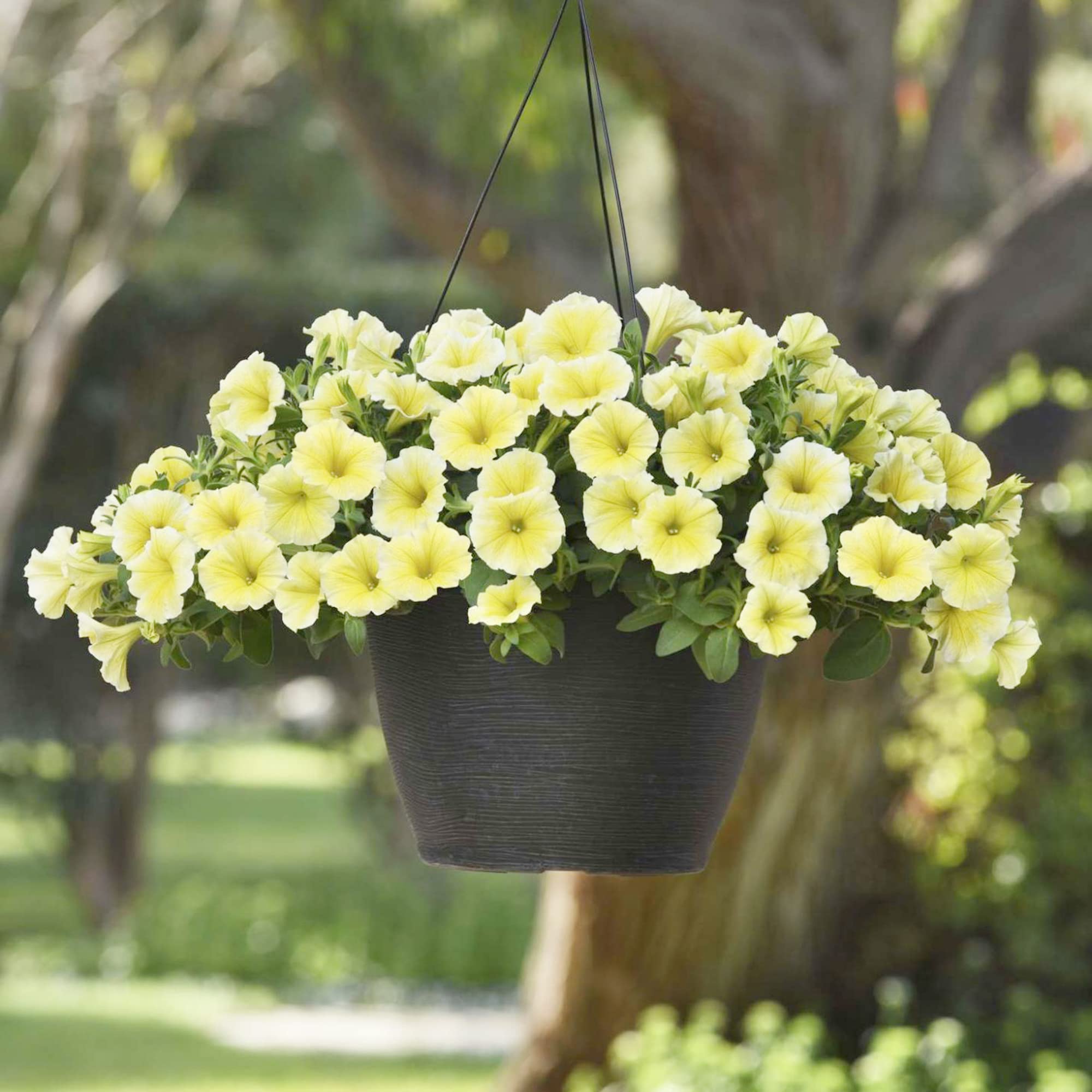 Petunia (flower Petunia hybrida Shock Wave Coconut pelleted) for planting in garden